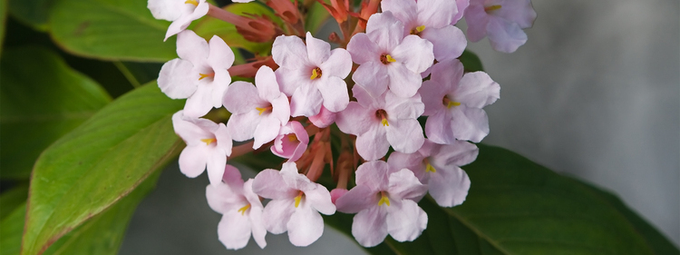 White Luculia Flowers