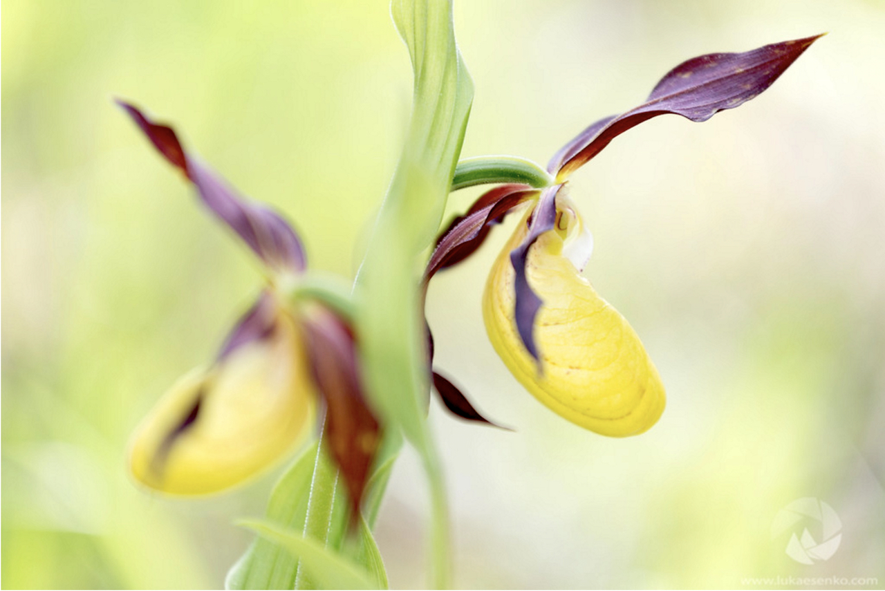 Cypripedium calceolus flowers