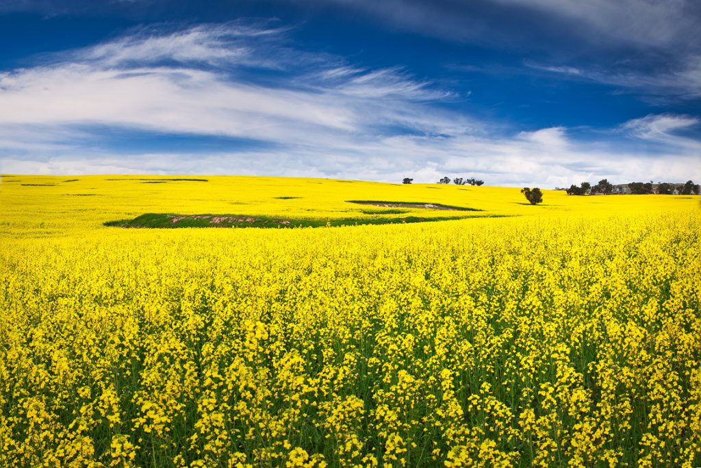 Canola flowers