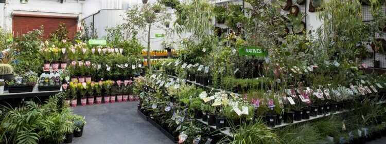 Lygon Street Nursery in Melbourne