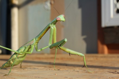 Use Mantis instead of Pesticides
