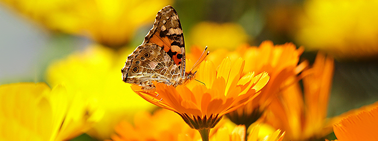 Marigold Flower