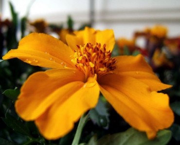 Marigold Flower