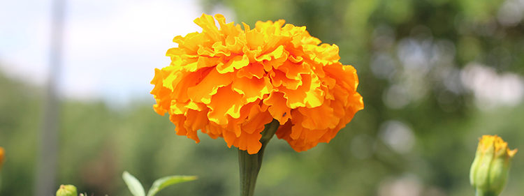 Orange Marigold Flower
