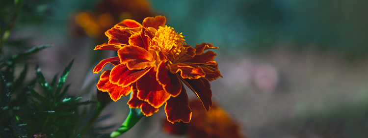 Marigold flower