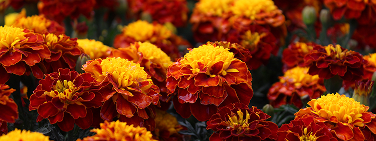 Brown and orange Marigold flowers