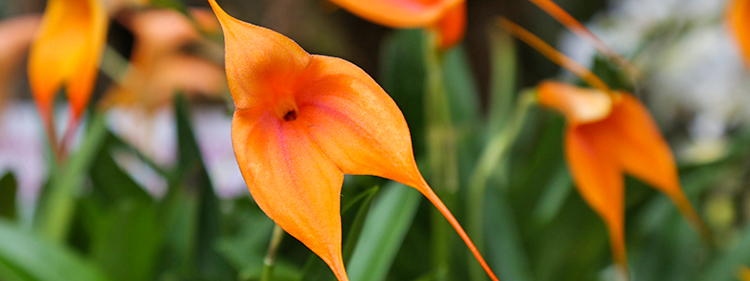 Masdevallia Orchid