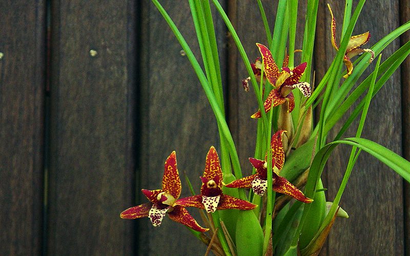 Maxillaria