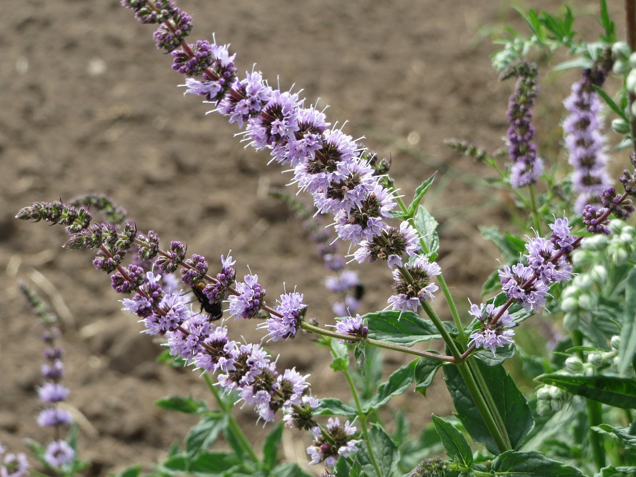 Spearmint Flowers