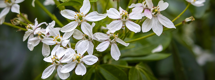 Mexican Orange Blossom
