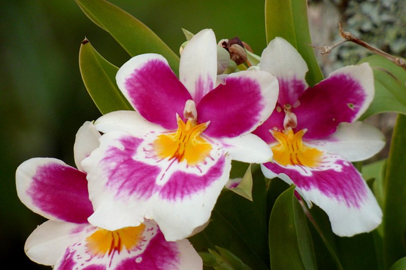 Miltonia