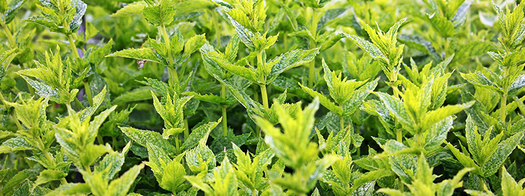 Mint leaves