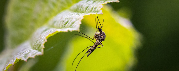 Top 10 Mosquito Repellent Plants and Flowers