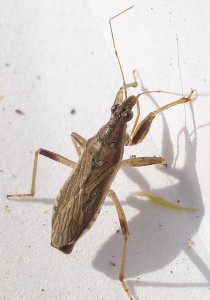 Nabidae