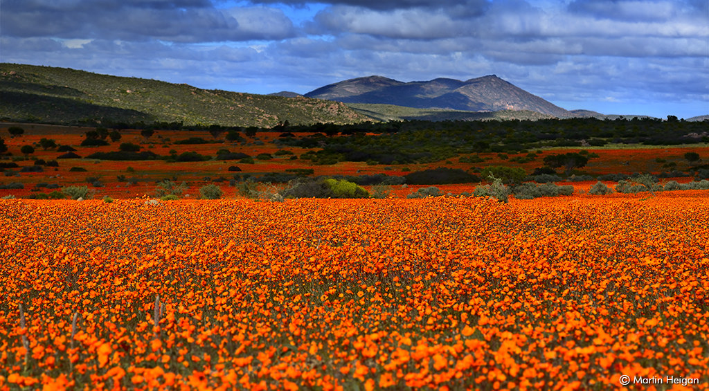 Field of flowers at the Namaqua National Park 