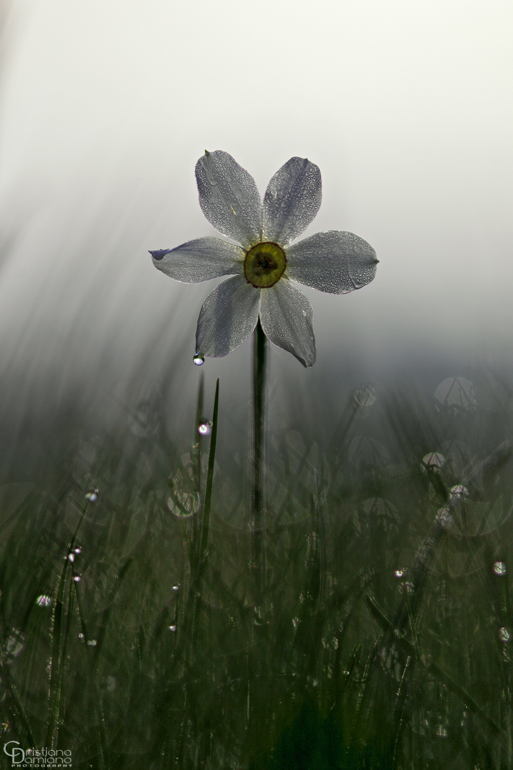 Narcissus photo