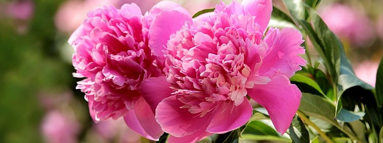 Pink Peony Flowers