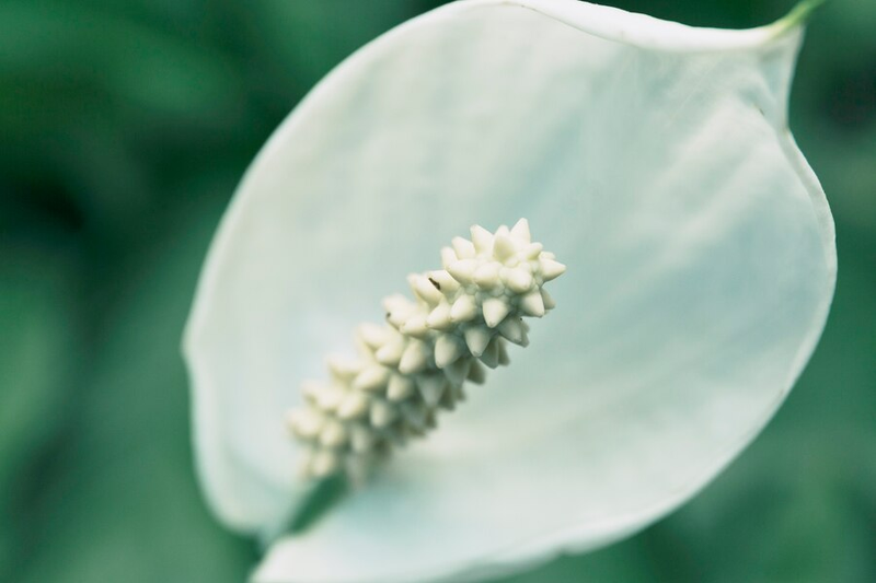 White Peace Lily Plant