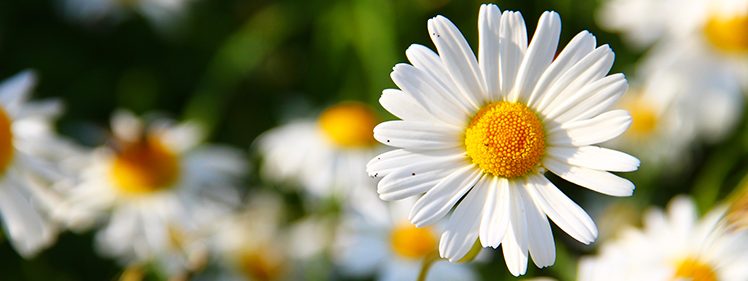 Butterfly Friendly Plant-Daisy