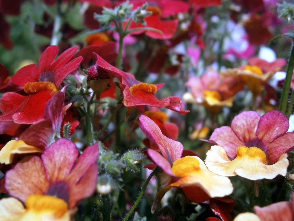 Nemesia flowers