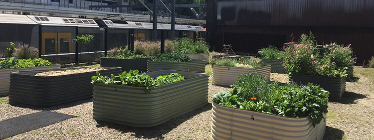 Plants in tin boxes in a kitchen garden