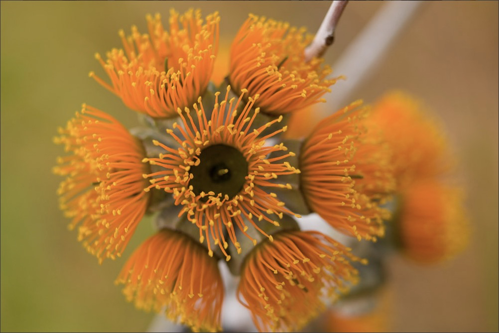 Wollybutt flowers