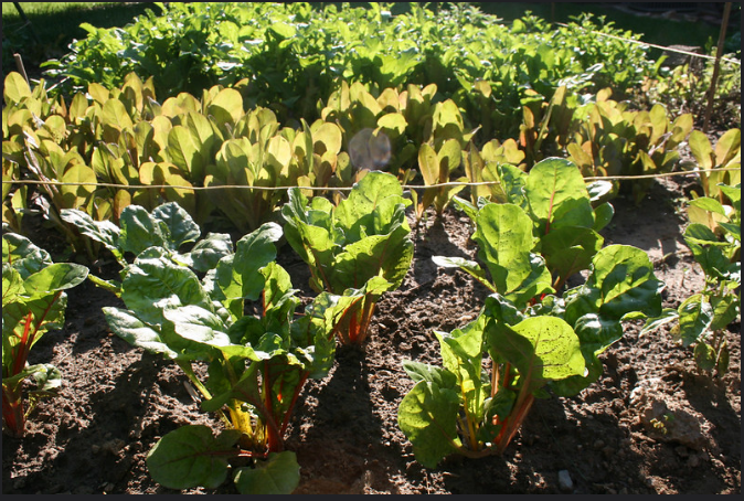The Ultimate Guide to Organic & Sustainable Gardening