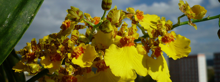 Dancing Lady Flowers