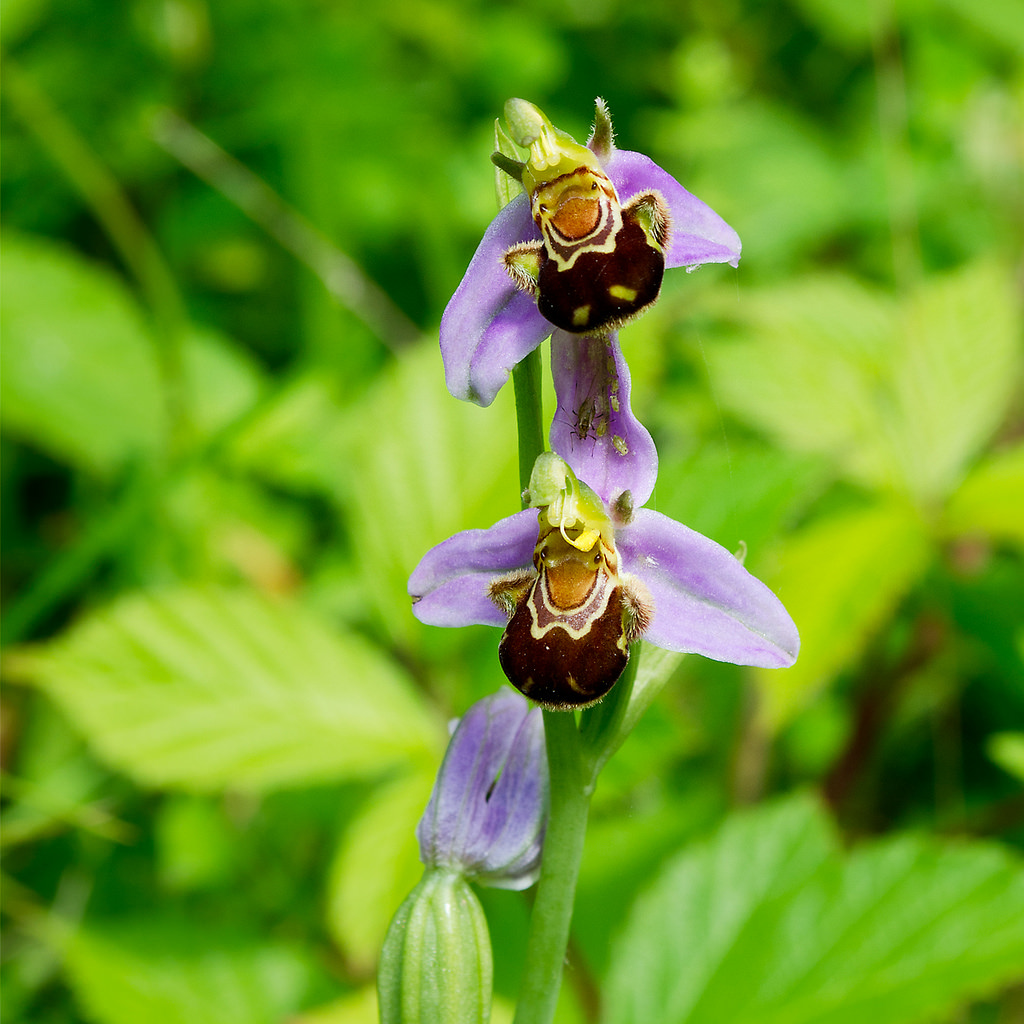 Ophrys apifera