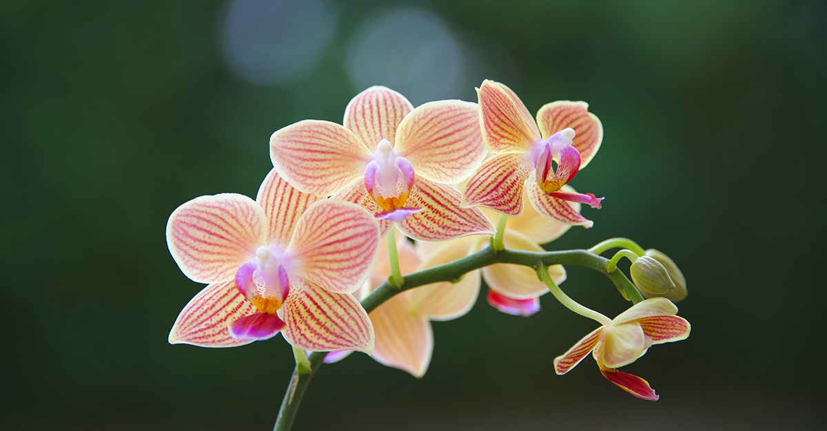 Orchids from around the world