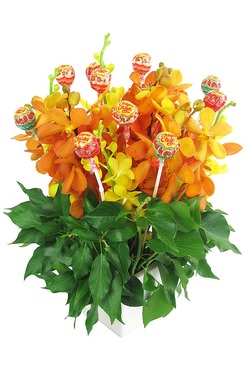 Orchids Lolipops