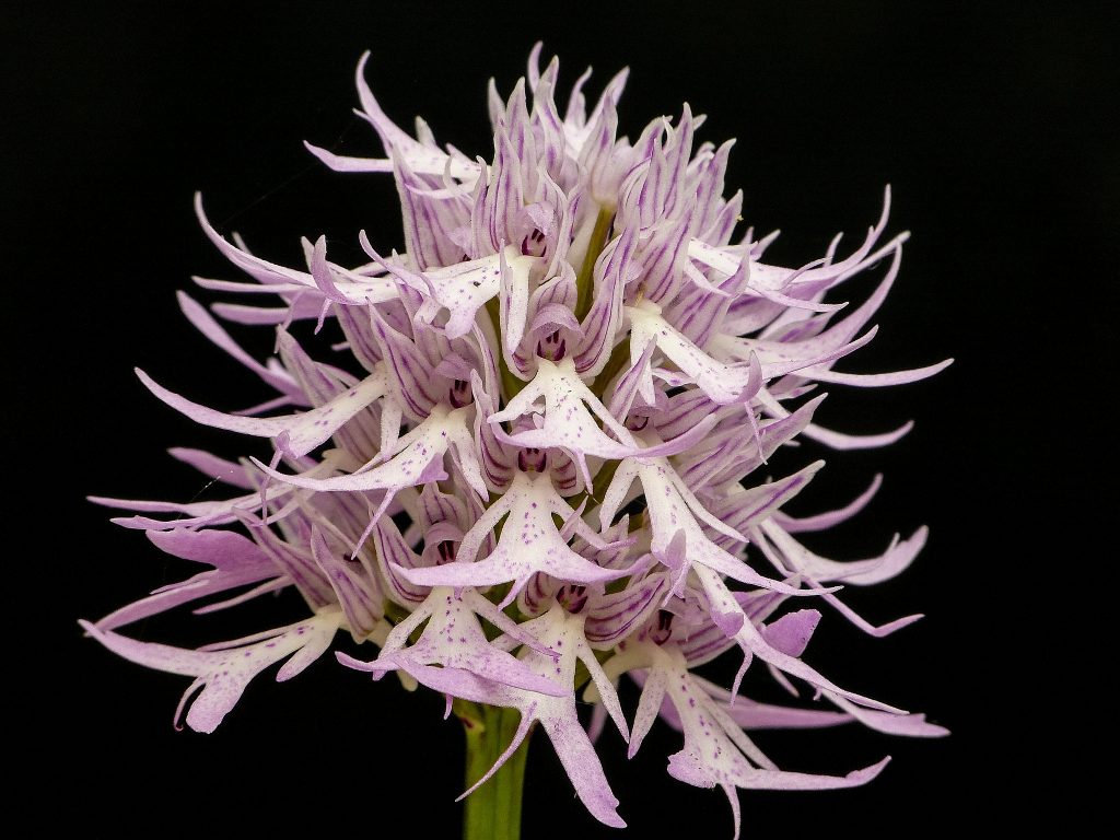 Orchis italica