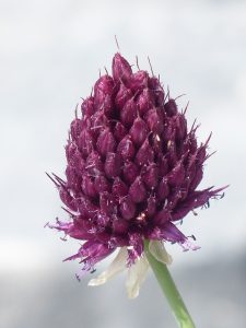 The Cabbage Rose, the Ambassador of Love