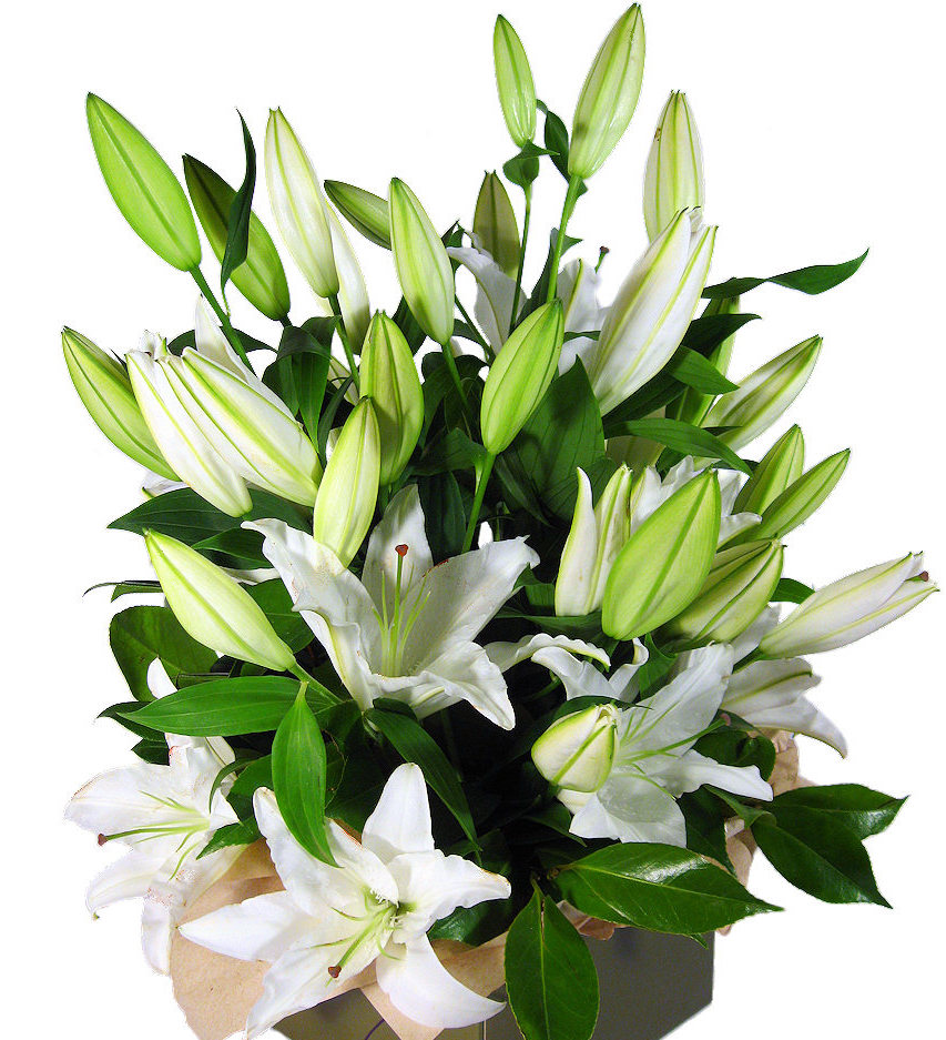 Oriental lilies