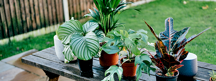 hardy plants in outdoor