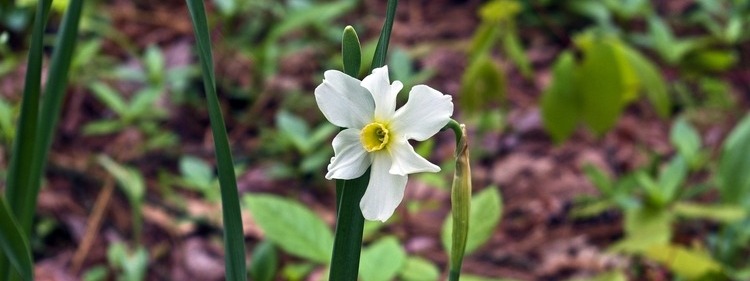 Scented Paperwhite flower with Green leaves