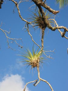 Bromeliad grown on a tree branch