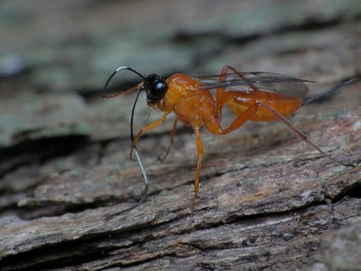 parasitic wasp