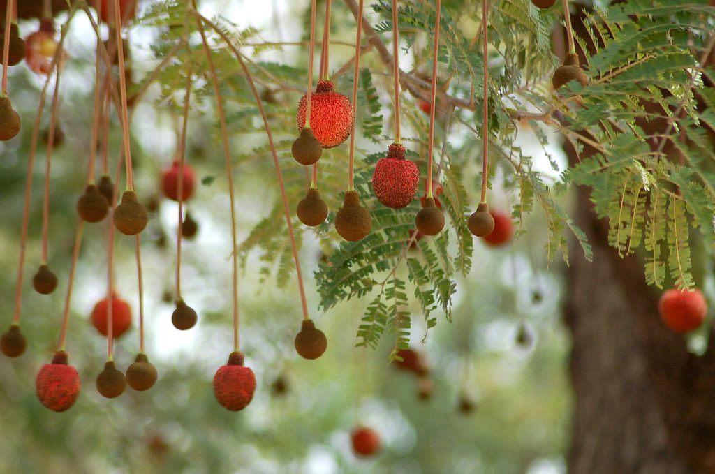 Parkia biglobosa