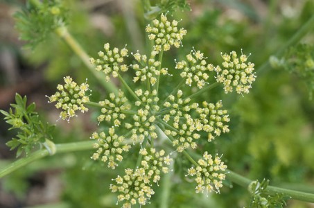 Parsley flower