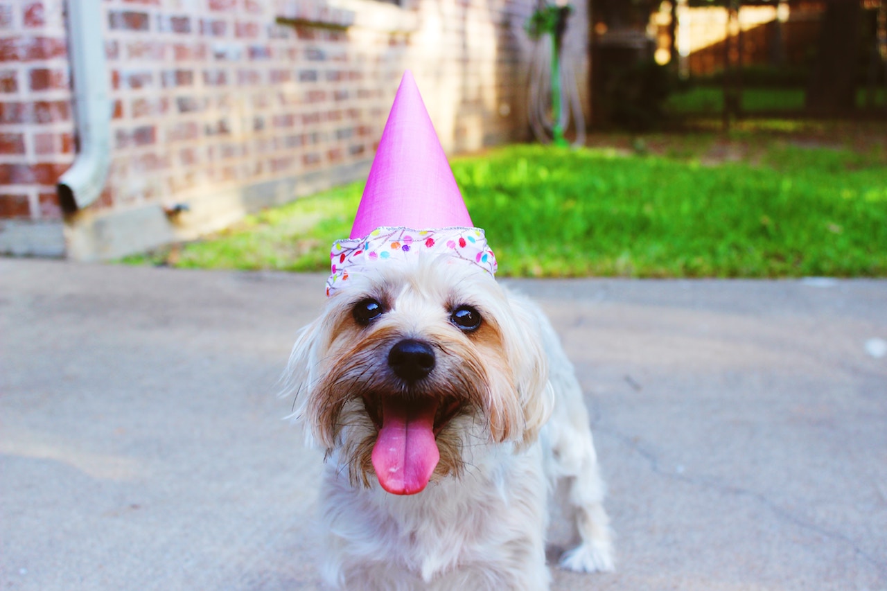 Pet Friendly Gifts for Every Occasion | Flowers Across Melbourne