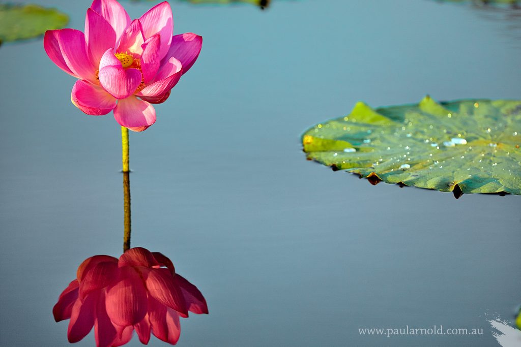 Lotus Lily