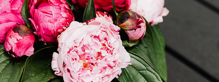 Peony Poppies flowers