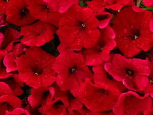 Petunias