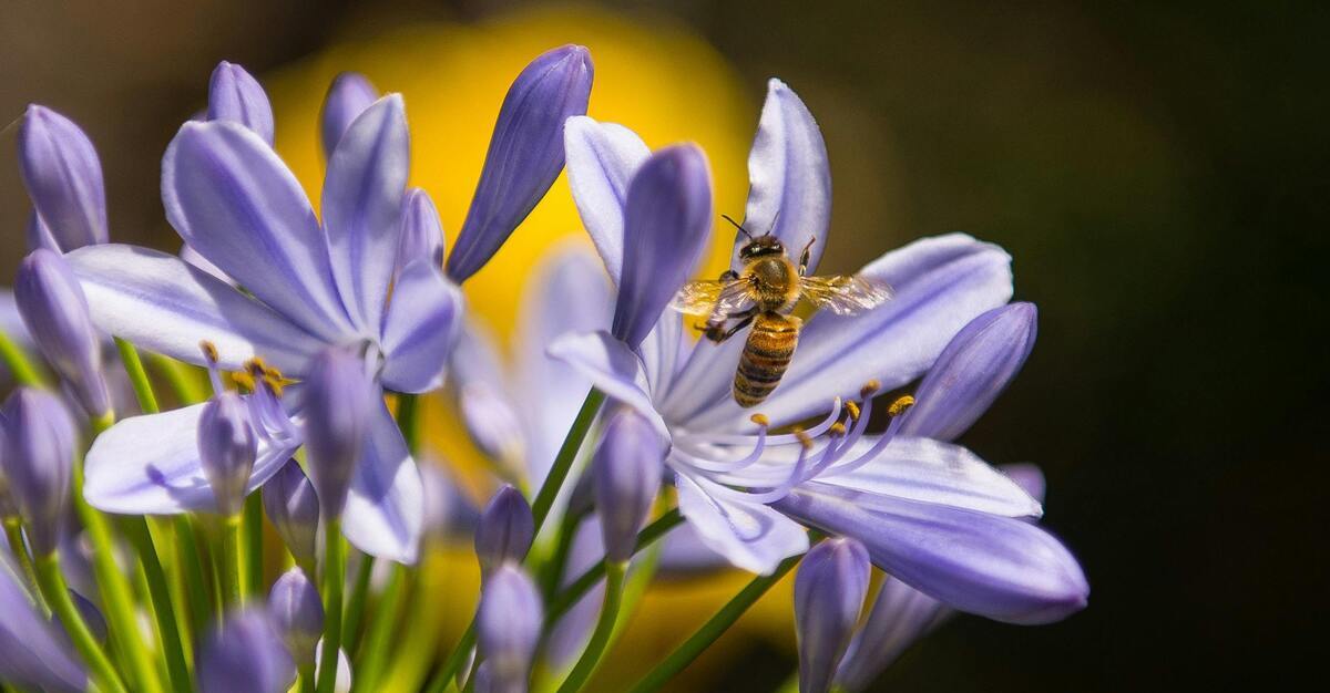 Flowers That Stink: The Best and Worst Smelling Blooms