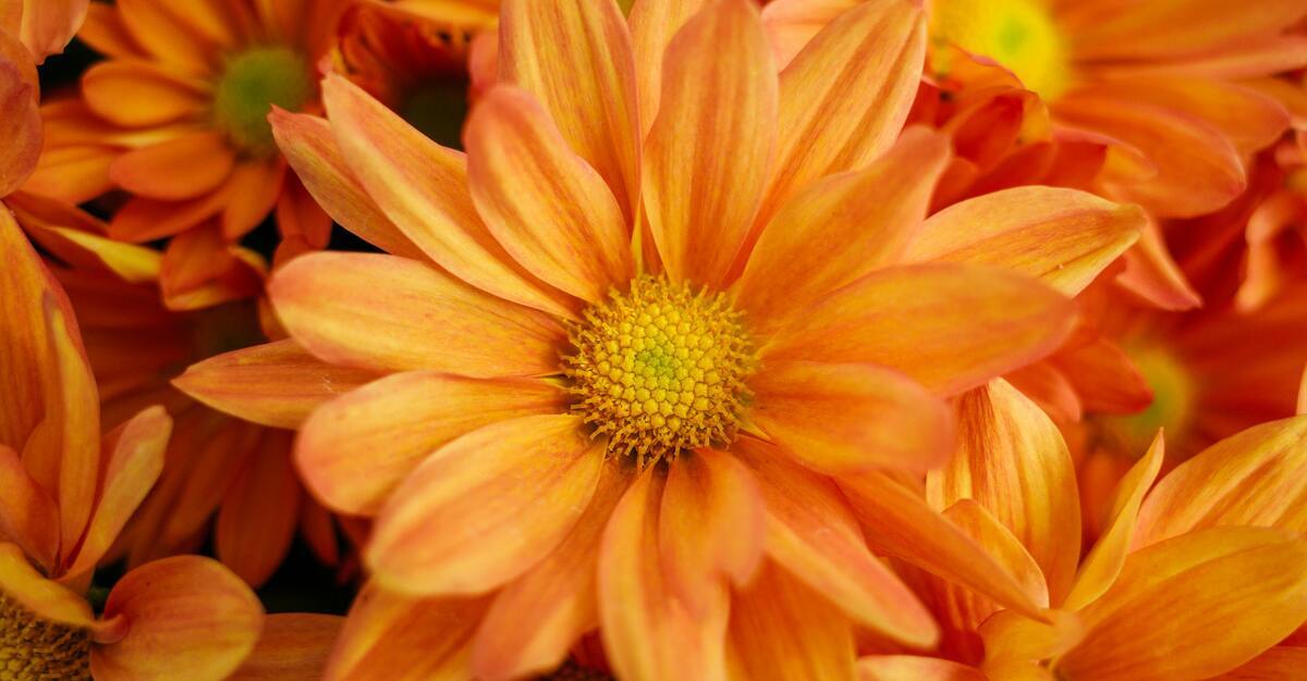 A Complete Guide to Chrysanthemum Morifolium and How to Grow Your Own