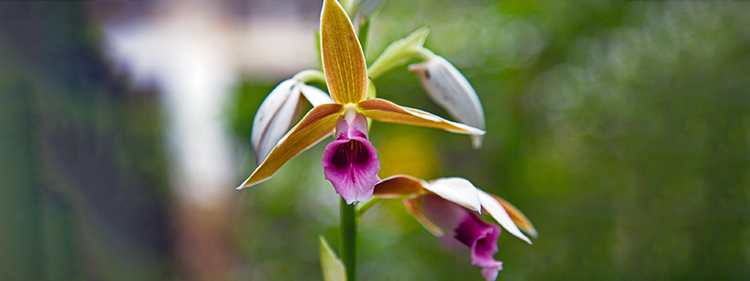 Swamp Orchid