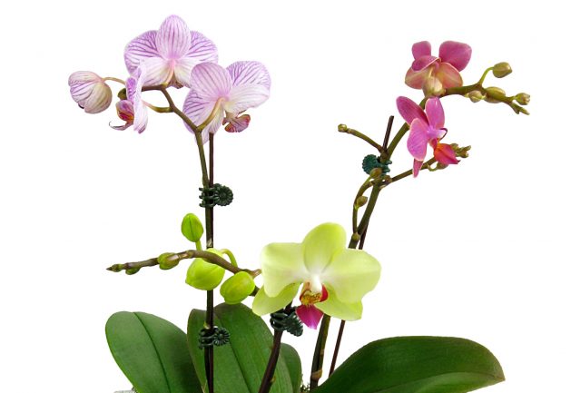 Phalaenopsis Orchid