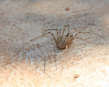 Pholcus phalangioides