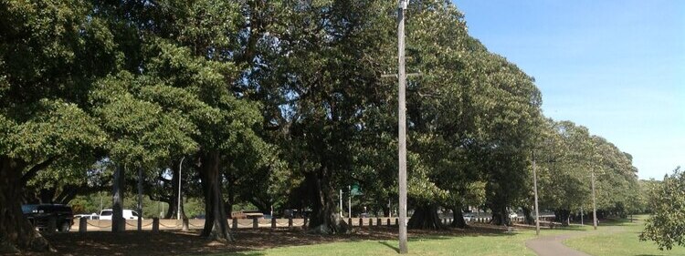 Moreton Bay Fig